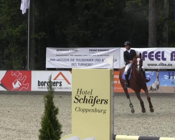 jumper Goldrose 14 (Belgian Warmblood, 2002)