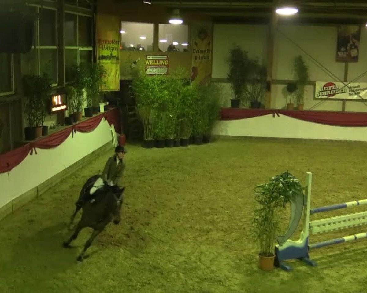 Springpferd Donna Marie 2 (Hannoveraner, 2006, von Don Kennedy)
