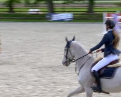 jumper Baghlin 2 (Swedish Warmblood, 2003, from Aerline H)