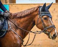 jumper Oberon van't Koningsbos (Belgian Warmblood, 2014, from Action-Breaker)