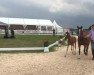 dressage horse Namica (German Riding Pony, 2013, from Nobel Nagano NRW)