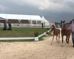 dressage horse Namica (German Riding Pony, 2013, from Nobel Nagano NRW)