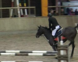 jumper Herbal Gem (Belgian Warmblood, 2007, from Gem of India)