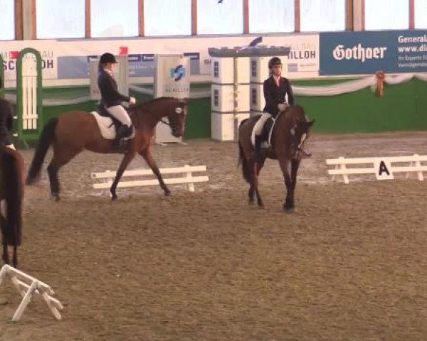 jumper Magic Moment (Little German Riding Horse, 1997, from Marco Polo)