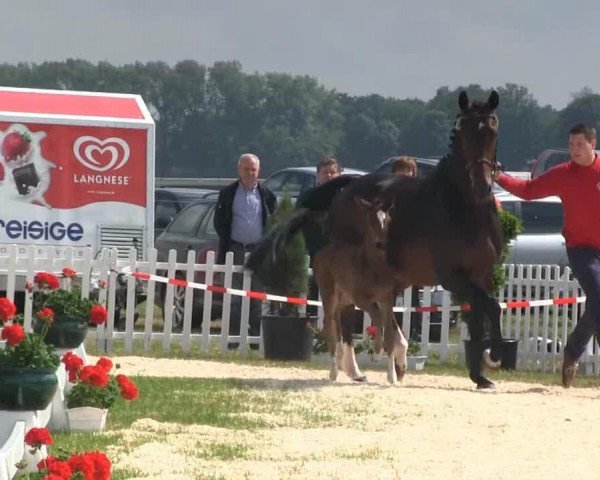 dressage horse Stute von Lemony's Nicket (Westphalian, 2013, from Lemony's Nicket)