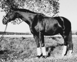 dressage horse Robin (Mecklenburg, 1997, from Rubinstern)