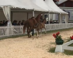 dressage horse Hengst von Wynton (Westphalian, 2013, from Wynton)