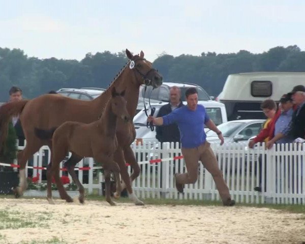 broodmare Stute von Zack (Westphalian, 2013, from Zack)