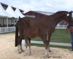 dressage horse Banks (Westphalian, 2013, from Callaho's Benicio)