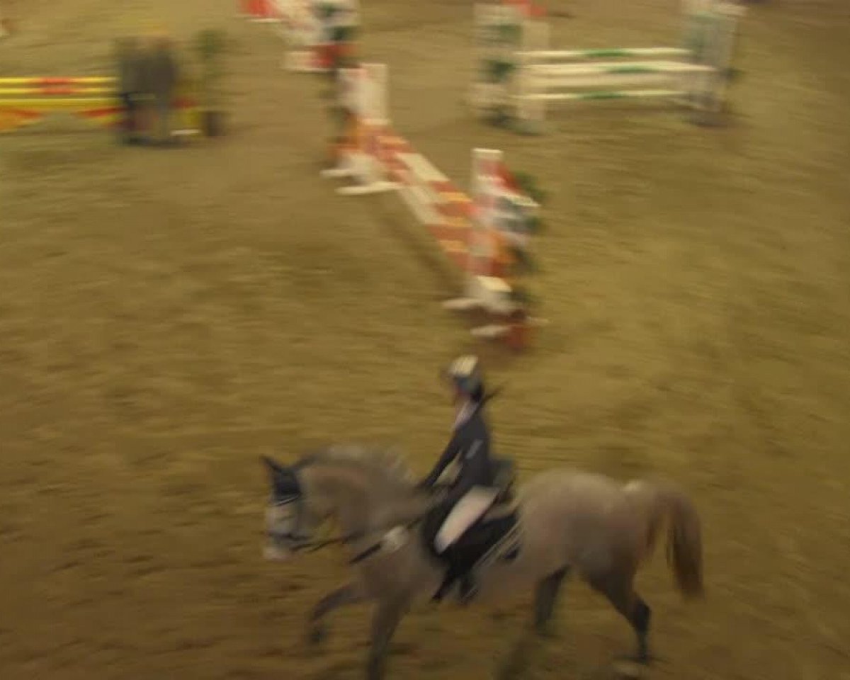 jumper Cosmopolit 5 (German Warmblood, 2009, from Cancoon)