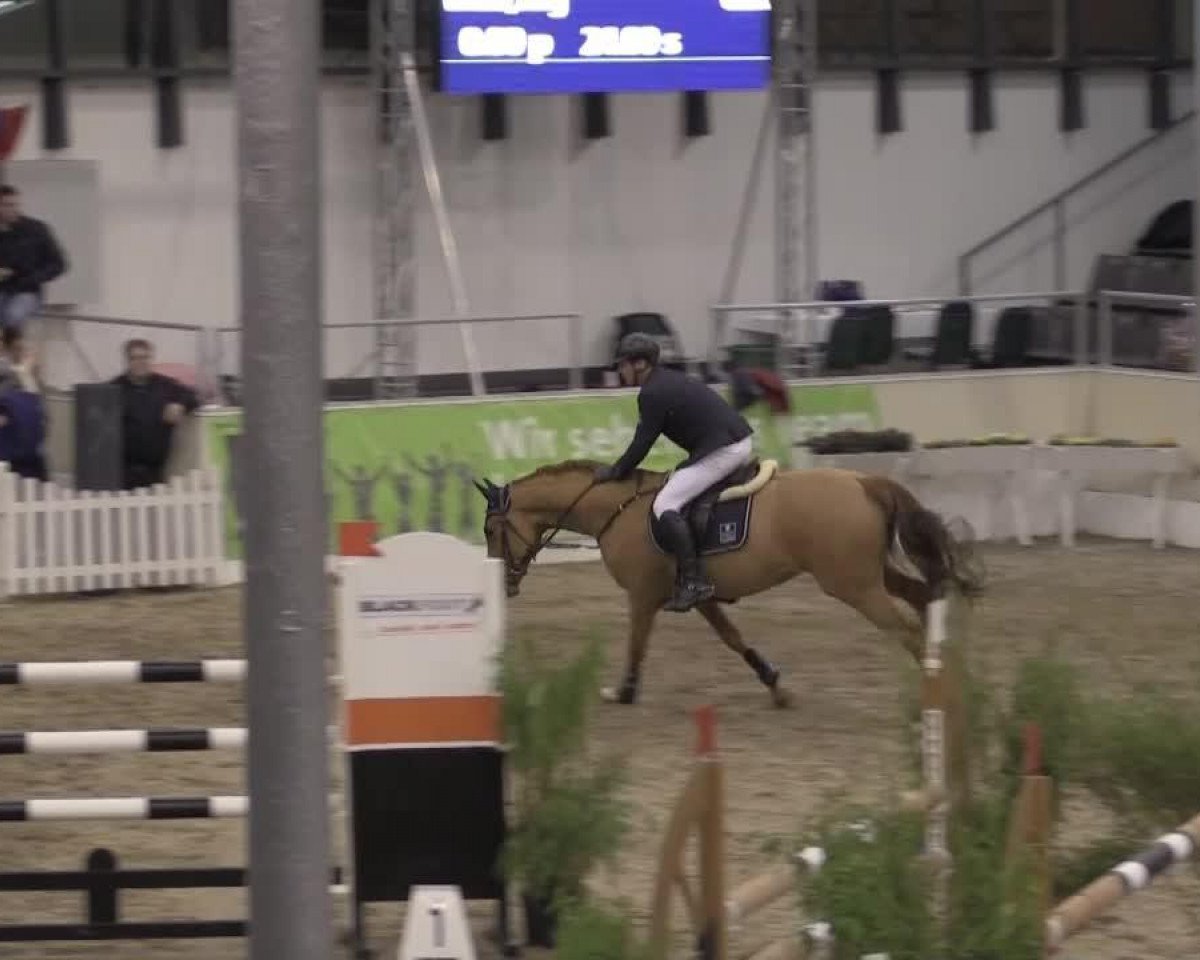 Springpferd Brindis Bogibo (KWPN (Niederländisches Warmblut), 2006, von Pennsylvania)