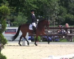 dressage horse Let me dance (Hanoverian, 2008, from Lord Loxley I)