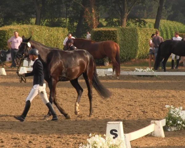 dressage horse Santo Domingo 26 (Westphalian, 2009, from Schumacher)