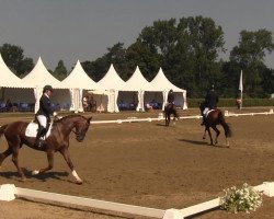 dressage horse Elysee 66 (Westphalian, 2009, from Estobar NRW)