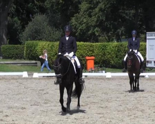 horse Rosario-S (Westphalian, 2010, from Rohdiamant)