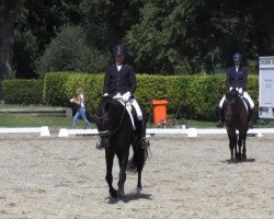 dressage horse Rosario-S (Westphalian, 2010, from Rohdiamant)