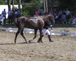 dressage horse Feine Dame 69 (Westphalian, 2010, from Fürst Piccolo)