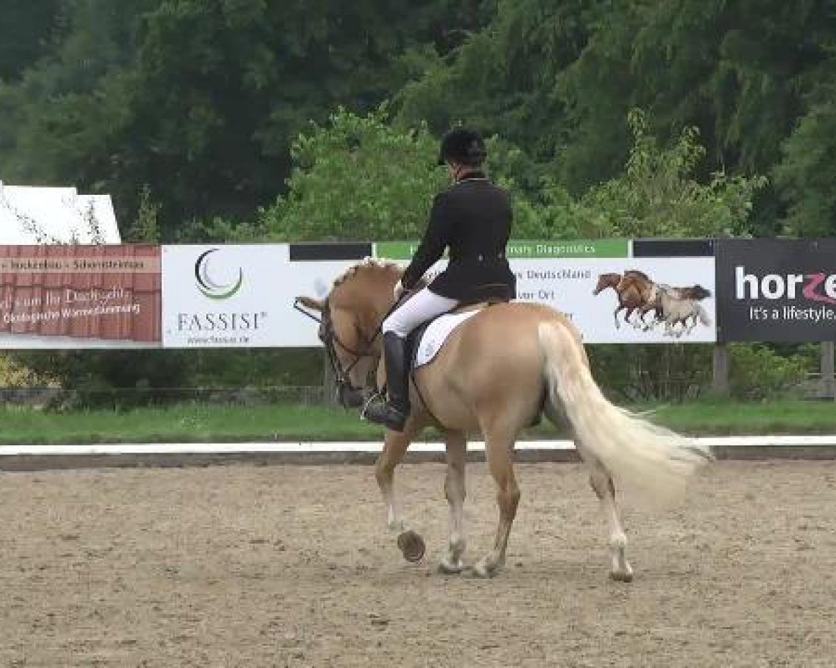 dressage horse Nieblung (4,49% ox) (Edelbluthaflinger, 2009, from Naiv-Sohn (2,73% ox))