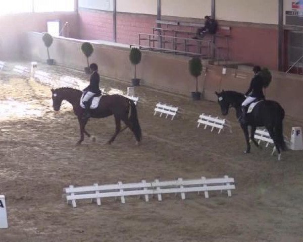 dressage horse Fabula 54 (Oldenburg, 2003, from Don Rubin 3)