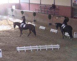 dressage horse Fabula 54 (Oldenburg, 2003, from Don Rubin 3)