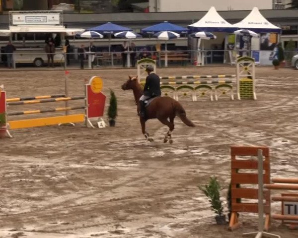broodmare Carina (KWPN (Royal Dutch Sporthorse), 2007, from Indorado)