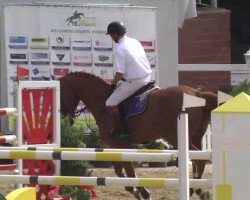 jumper Brutus 37 (Oldenburg, 2005, from Balou du Rouet)