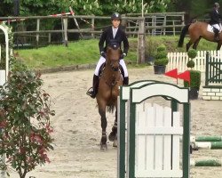 jumper Barolo 49 (Belgian Warmblood, 2008, from Balougran)