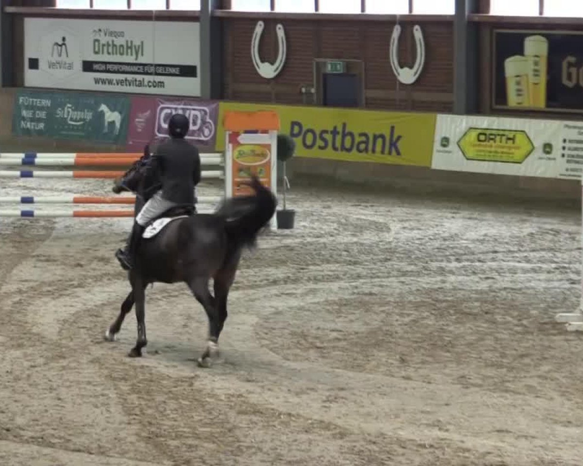 jumper Oursun Caretanos 2 (Holsteiner, 2008, from Carentan)