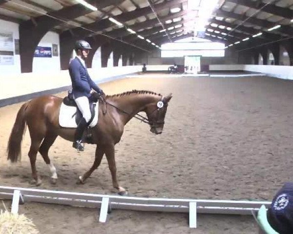 dressage horse Compado (Württemberger, 2009, from Chucas)