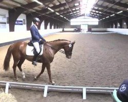 dressage horse Compado (Württemberger, 2009, from Chucas)