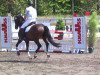 dressage horse Waikanto (Hanoverian, 2010, from Wolkentanz I)