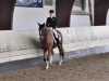 dressage horse Kilkenny 49 (Trakehner, 2007, from Shavalou)