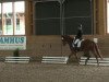 dressage horse Brisant S (Westphalian, 2008, from Beltoni)