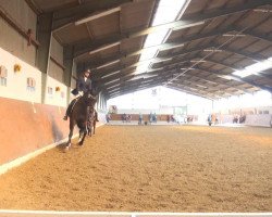 dressage horse Romana Bella (German Sport Horse, 2005)