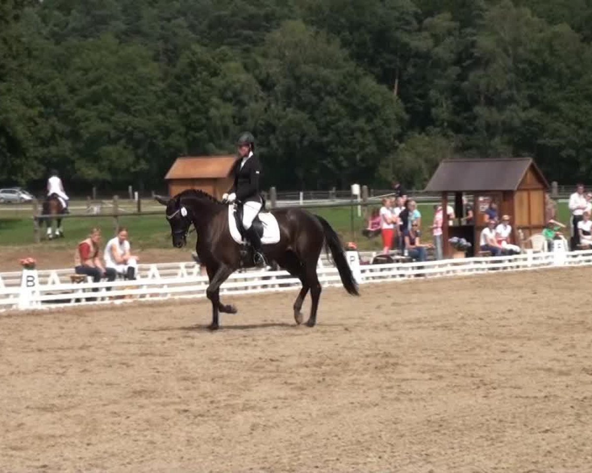 broodmare Sancara 2 (Hanoverian, 2009, from Sandro Hit)
