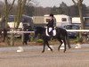 dressage horse Mysterie 3 (German Riding Pony, 2008, from Mandingo)