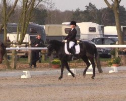 dressage horse Mysterie 3 (German Riding Pony, 2008, from Mandingo)