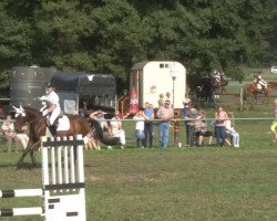 jumper Nordika (Hanoverian, 2003)