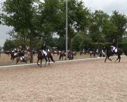 dressage horse Cupido 90 (Westphalian, 2006, from Collin L)