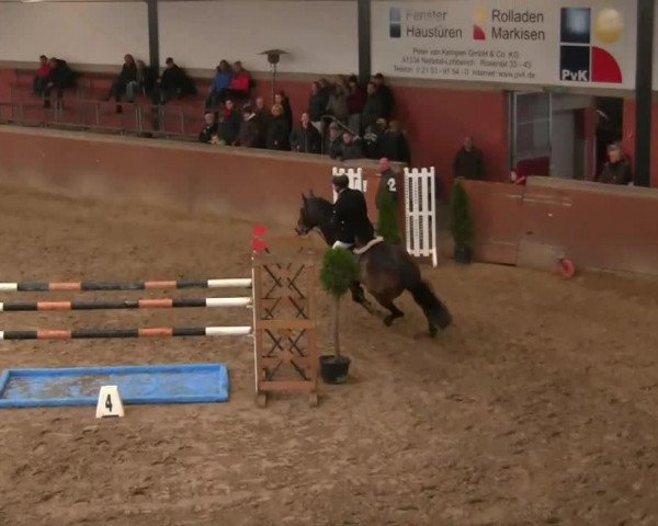 jumper Aduland (KWPN (Royal Dutch Sporthorse), 2005, from Oklund)