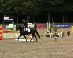 dressage horse Coro's Girl (Rhinelander, 2009)