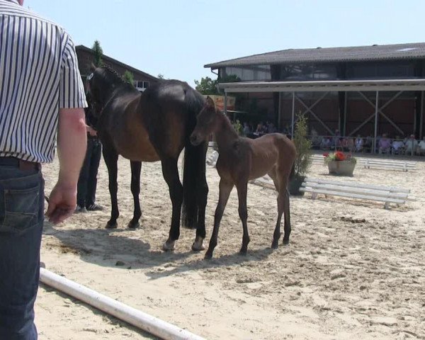 broodmare Rose Royal (Westphalian, 2013, from Rock Forever NRW)