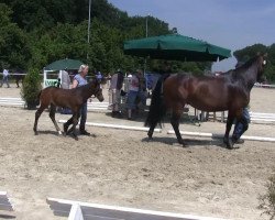 dressage horse Hengst von Rock Forever (Westphalian, 2013, from Rock Forever NRW)