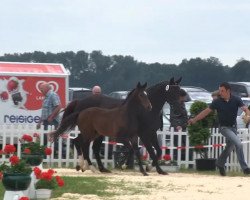 dressage horse Hengst von Rock Forever (Westphalian, 2013, from Rock Forever NRW)