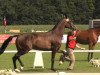 dressage horse Flashdance 76 (Westphalian, 2010, from Fürst Frederik)