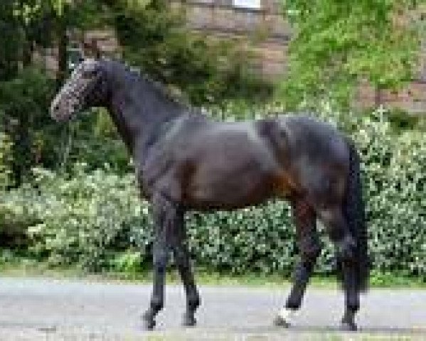 stallion Fürst Sevillano (Oldenburg, 2012, from Fürstenball)