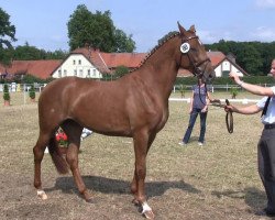 broodmare Fantastica (Westphalian, 2010, from Fleury)