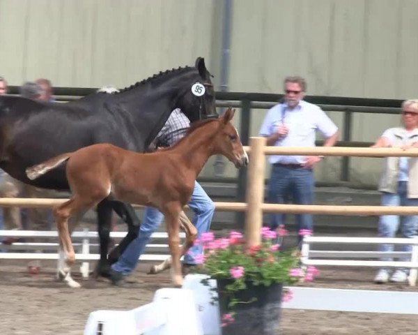 dressage horse Stute von Don Frederic (Westphalian, 2013, from Don Frederic 3)