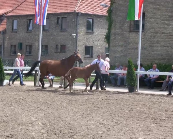 Dressurpferd Hengst von Dankeschön (Westfale, 2013, von Dankeschön)