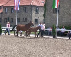 dressage horse Hengst von Dankeschön (Westphalian, 2013, from Dankeschön)